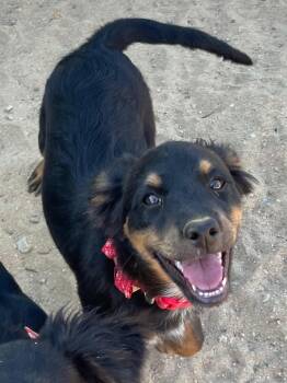 Rescue Terrier Dogs for Adoption in Bermuda Dunes, California - Ash | PetCurious