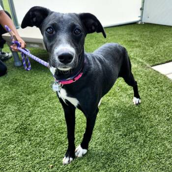 Mama Pup: Layla -  Whippet and Mixed Breed Dog for Adoption in Falls Church, Virginia - Mama Pup: Layla | PetCurious