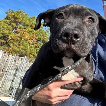 Rescue Labrador Retriever and Mixed Breed Dogs for Adoption in Newark, New Jersey - Trick | PetCurious