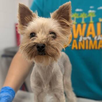 Lolita -  Yorkshire Terrier Dog for Adoption in West Palm Beach, Florida - Lolita | PetCurious