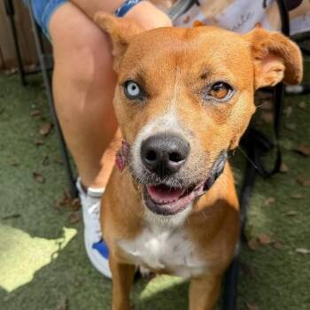 Dottie Sue your Personal Ray of Sunshine -  Siberian Husky and American Bully Dog for Adoption in Friendswood, Texas - Dottie Sue Your Personal Ray Of Sunshine | PetCurious