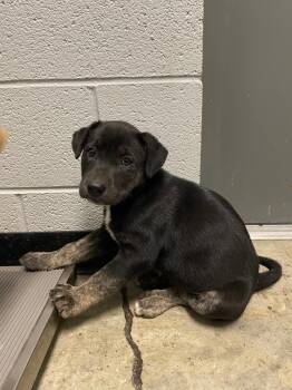Newton Pup 2 -  Mixed Breed Dog Available for Adoption in Henderson, North Carolina - Newton Pup 2 | PetCurious