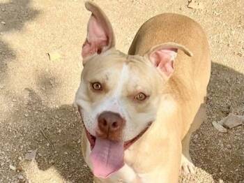 Rescue Mixed Breed Dogs for Adoption in Georgetown, Texas - Hannah Banana | PetCurious