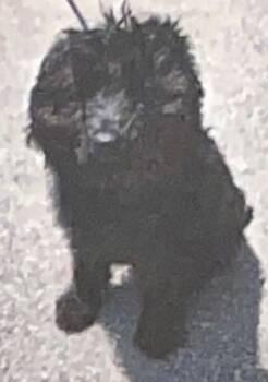 Rescue Golden Retriever and Poodle Dogs for Adoption in Ashland, Wisconsin - TX2 Beans | PetCurious