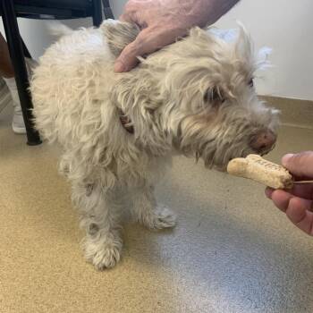 Scottish Terrier Dogs Available for Adoption in West Palm Beach, Florida - Sherlock | PetCurious
