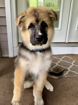 German Shepherd Dog and Great Pyrenees Dogs Available for Adoption - Murphy (fka Porter) | PetCurious