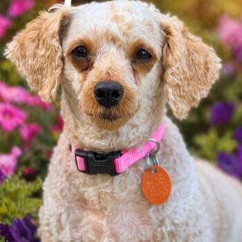 Poodle Dogs Available for Adoption in Blue Springs, Missouri - Justice | PetCurious
