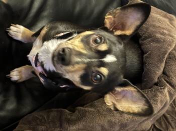 Chihuahua and Dachshund Dogs Available for Adoption in Westbrook, Maine - Angel | PetCurious