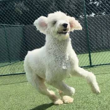 Rescue Standard Poodle Dogs for Adoption in Loxahatchee Groves, Florida - Wesson 2291 | PetCurious