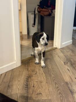 English Coonhound Dogs Available for Adoption - Tim McGraw | PetCurious