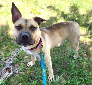 INDY -  Pit Bull Terrier Dog for Adoption in Minneapolis, Minnesota - INDY | PetCurious