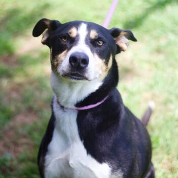 Rescue Hound Dogs for Adoption in Cumming, Georgia - Tippy 21560 | PetCurious