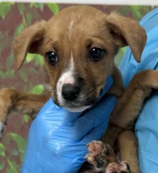 Eureka -  Terrier and Mixed Breed Dog for Adoption in San Antonio, Texas - Eureka | PetCurious