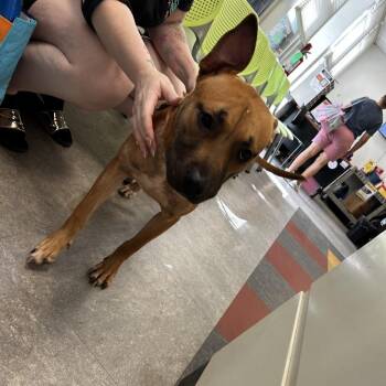 Aliyah -  Mixed Breed Dog for Adoption in Philadelphia, Pennsylvania - Aliyah | PetCurious
