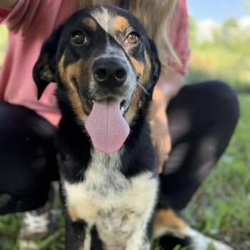 Petunia -  Australian Shepherd Dog for Adoption in Andover, Massachusetts - Petunia | PetCurious