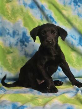 Rottweiler and Golden Retriever Dogs Available for Adoption in East Sparta, Ohio - Omelet | PetCurious