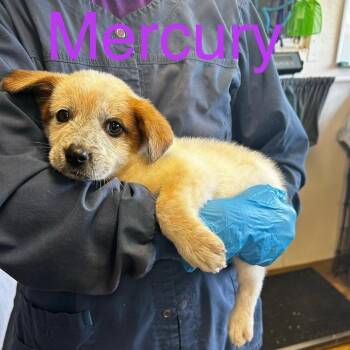 Mercury -  Mixed Breed Dog Available for Adoption in Walker, Michigan - Mercury | PetCurious