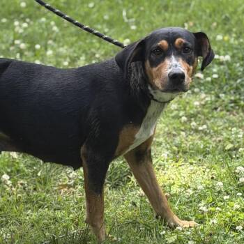 Hound Dogs Available for Adoption in Locust Fork, Alabama - MOLLY | PetCurious