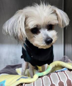 Yorkshire Terrier Dogs Available for Adoption in Thompson Falls, Montana - Stewee | PetCurious