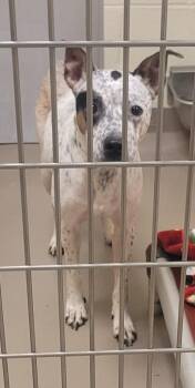 Australian Cattle Dog Blue Heeler and Pit Bull Terrier Dogs Available for Adoption in Christiansburg, Virginia - Leia *Sponsored Adoption | PetCurious