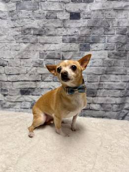 Chihuahua Dogs Available for Adoption - Oscar | PetCurious