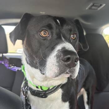 SHADOW -  Terrier Dog for Adoption in Largo, Florida - SHADOW | PetCurious