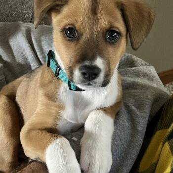 Mixed Breed Dogs Available for Adoption -  Ellie Kam | PetCurious