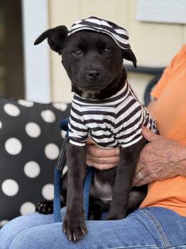 Verity -  Terrier Dog for Adoption in Meherrin, Virginia - Verity | PetCurious