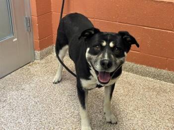 CAIT -  Siberian Husky and Pit Bull Terrier Dog for Adoption in Pueblo, Colorado - CAIT | PetCurious