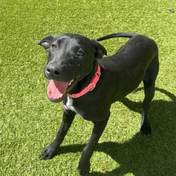 DARCY 1264 -  Labrador Retriever Dog for Adoption in Loxahatchee Groves, Florida - DARCY 1264 | PetCurious