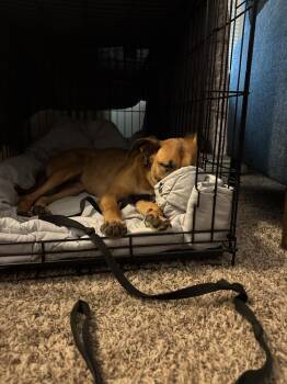 Lily Bell -  Black Mouth Cur Dog for Adoption in Dallas, Texas - Lily Bell | PetCurious