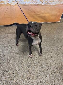 LAYLA -  American Bulldog Dog for Adoption in Doral, Florida - LAYLA | PetCurious
