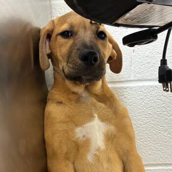 Rescue Hound and Mixed Breed Dogs for Adoption in Corpus Christi, Texas - Crispin | PetCurious