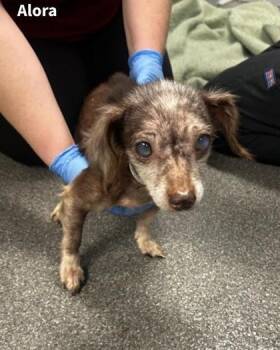 Alora -  Mixed Breed Dog for Adoption in Munster, Indiana - Alora | PetCurious