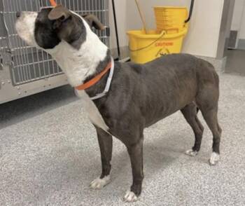 Pit Bull Terrier Dogs Available for Adoption - KIMBER | PetCurious