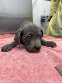 *MACGUFFIN -  Pit Bull Terrier Dog for Adoption in Woodland, California - *MACGUFFIN | PetCurious