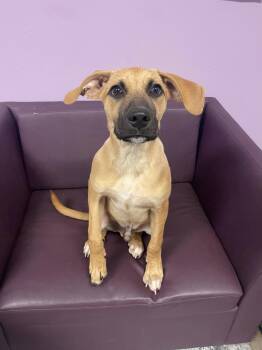 Pete in NH. Come Meet our Adoptable Dogs Wednesday-Saturday. Mor -  Hound Dog for Adoption in Manchester, New Hampshire - Pete In NH. Come Meet Our Adoptable Dogs Wednesday-Saturday. Mor | PetCurious