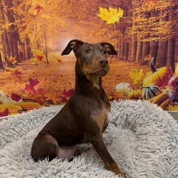 Bubbles -  Mixed Breed Dog for Adoption in Newberg, Oregon - Bubbles | PetCurious
