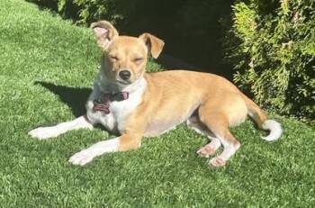Rescue Chihuahua and Dachshund Dogs for Adoption in Covington, Washington - Wednesday | PetCurious