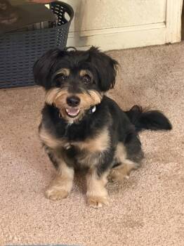 Sparky -  Terrier Dog for Adoption in Sonora, California - Sparky | PetCurious