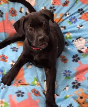 Labrador Retriever Dogs Available for Adoption in Greenville, Illinois - Jasper | PetCurious