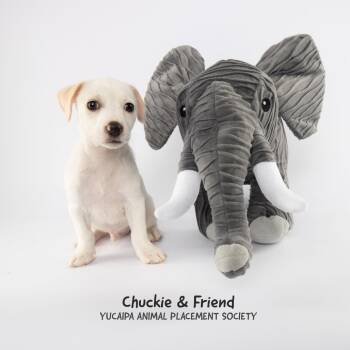 Chuckie -  Rat Terrier Dog for Adoption in Yucaipa, California - Chuckie | PetCurious