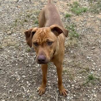 Labrador Retriever and Mixed Breed Dogs Available for Adoption in Little Rock, Arkansas - Goose | PetCurious