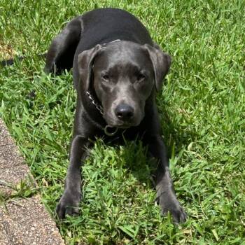 Rescue Chocolate Labrador Retriever Dogs for Adoption in New Orleans, Louisiana - Remy | PetCurious