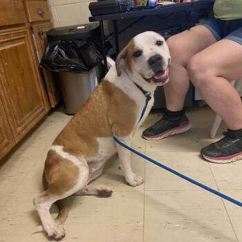Belle -  Labrador Retriever Dog for Adoption in Denison, Texas - Belle | PetCurious