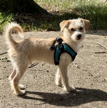 Scotti -  Terrier Dog for Adoption in Richmond, Virginia - Scotti | PetCurious