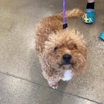 YORK-Stray-16751 -  Poodle Dog for Adoption in York, Pennsylvania - YORK-Stray-16751 | PetCurious