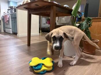 Titus -  Saint Bernard and Mixed Breed Dog for Adoption in Fort Collins, Colorado - Titus | PetCurious