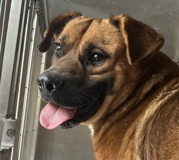 Mixed Breed Dogs Available for Adoption in Dallas, Texas - RUBEN | PetCurious