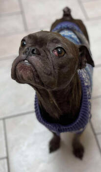 Rescue Pug Dogs for Adoption in Tulsa, Oklahoma - Lollipop | PetCurious